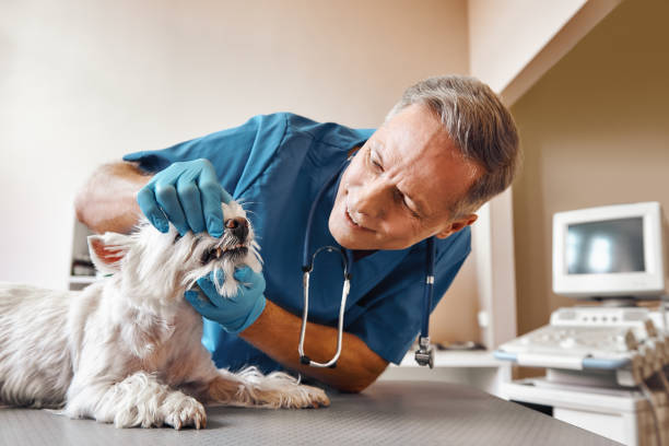 Best Walk-In Emergency Dental Services in Kosciusko, MS